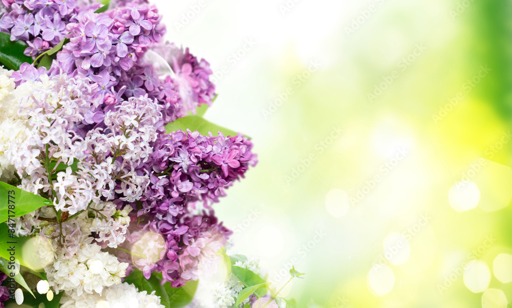 Fresh lilac flowers