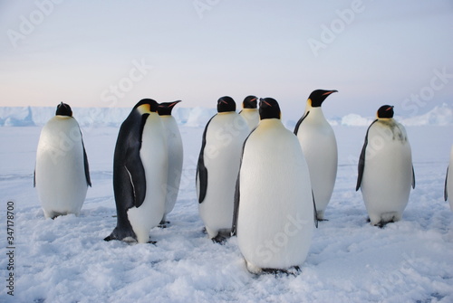 group of penguins © Lev