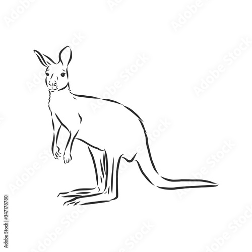 Drawing of a kangaroo. Vector illustration. kangaroo vector sketch illustration