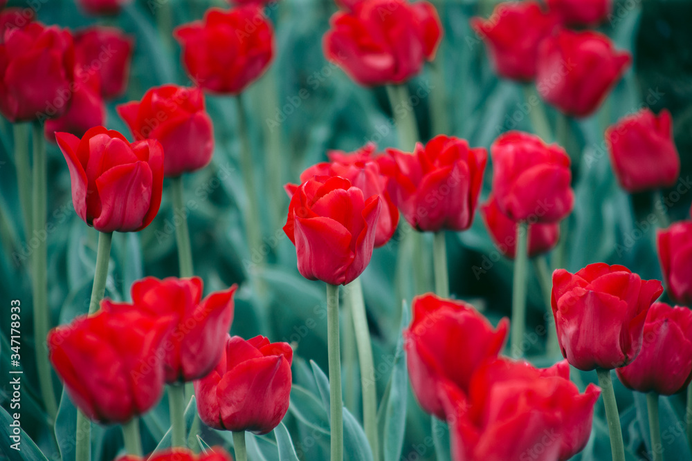 Flowerbed of red tulips on the street