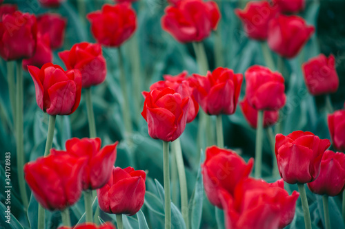 Flowerbed of red tulips on the street