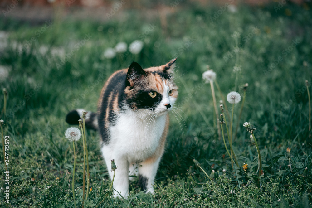 Tricolor cat surrounded by nature looking at the camera Tricolor cat surrounded by nature looking at the camera
