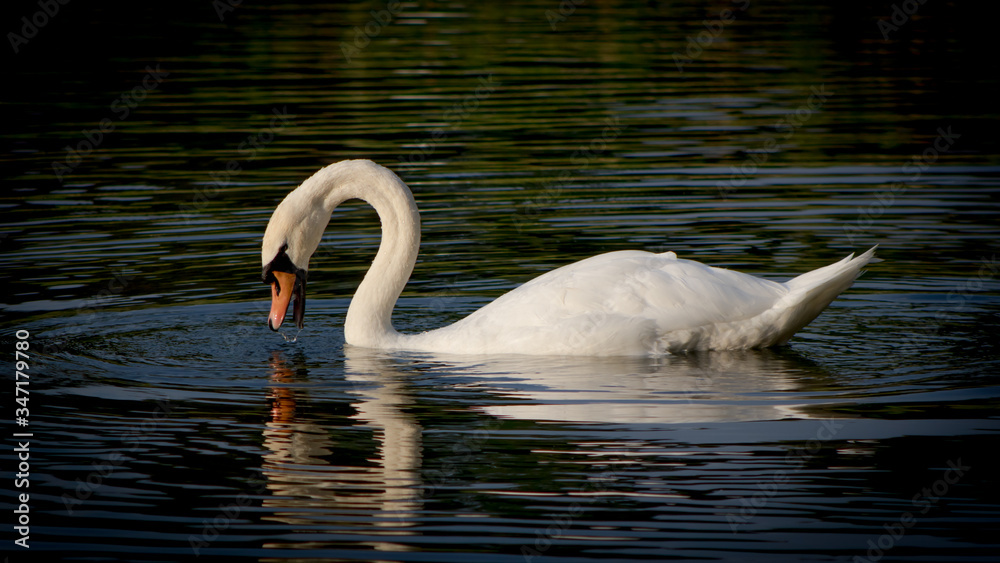 Fototapeta premium The Graceful Swan