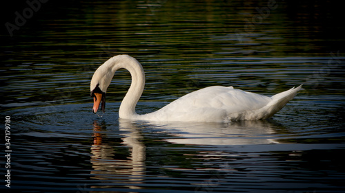 The Graceful Swan