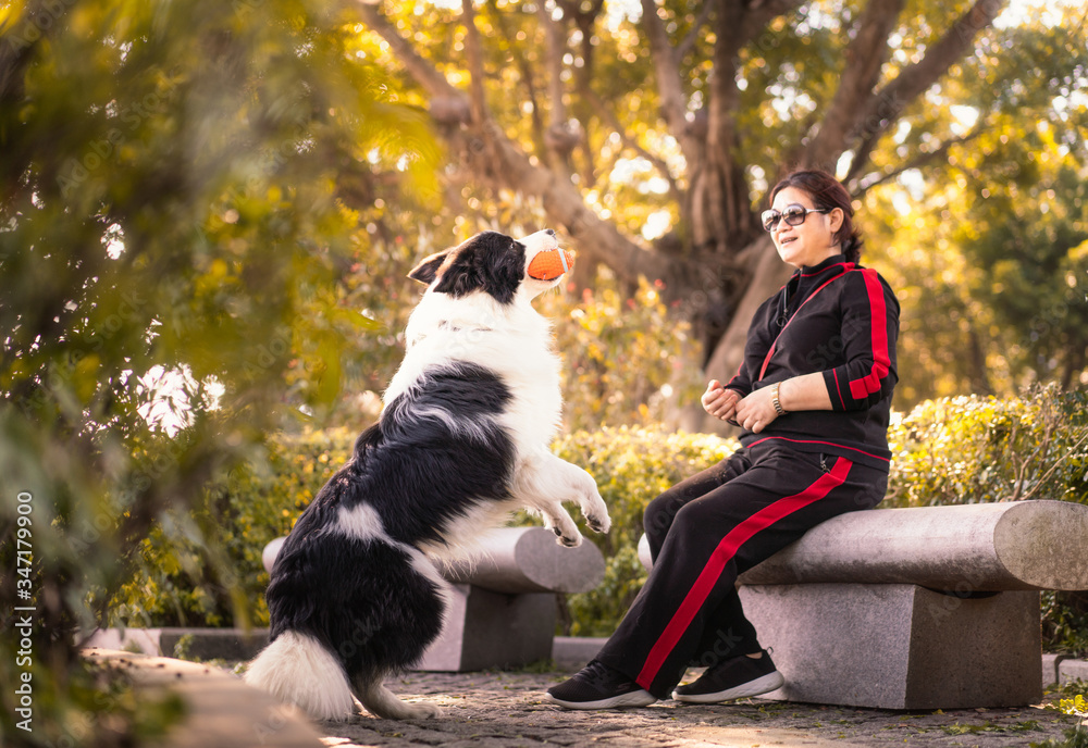 Middle-aged women sitting outside on the stone bench is playing rubber ball with her Border Collie dog Middle-aged women sitting outside on the stone bench is playing rubber ball with her Border Collie dog