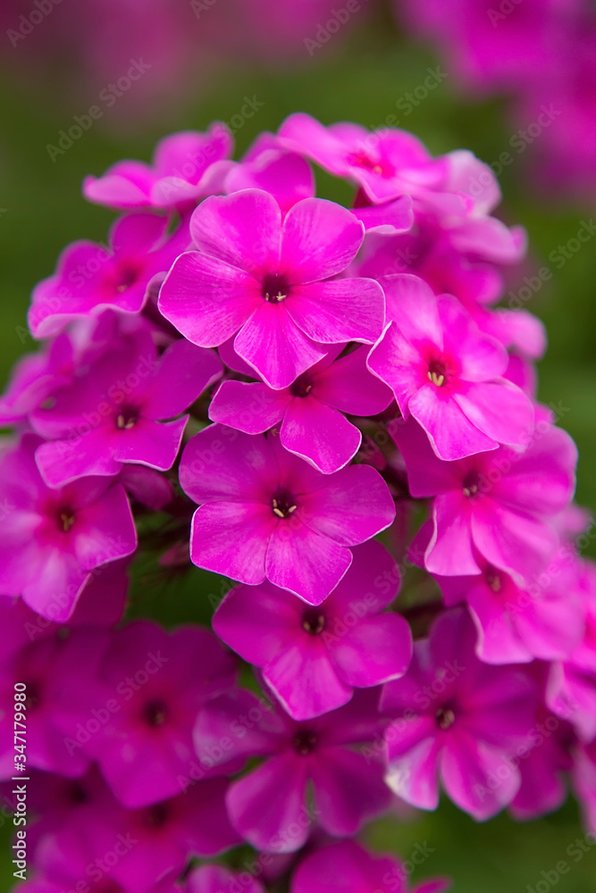 A field of beautiful pink Phlox flowers. A field of beautiful pink Phlox flowers.