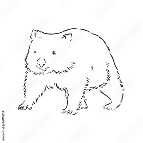 illustratuin with wombat sketch isolated on white background, wombat, vector sketch illustration