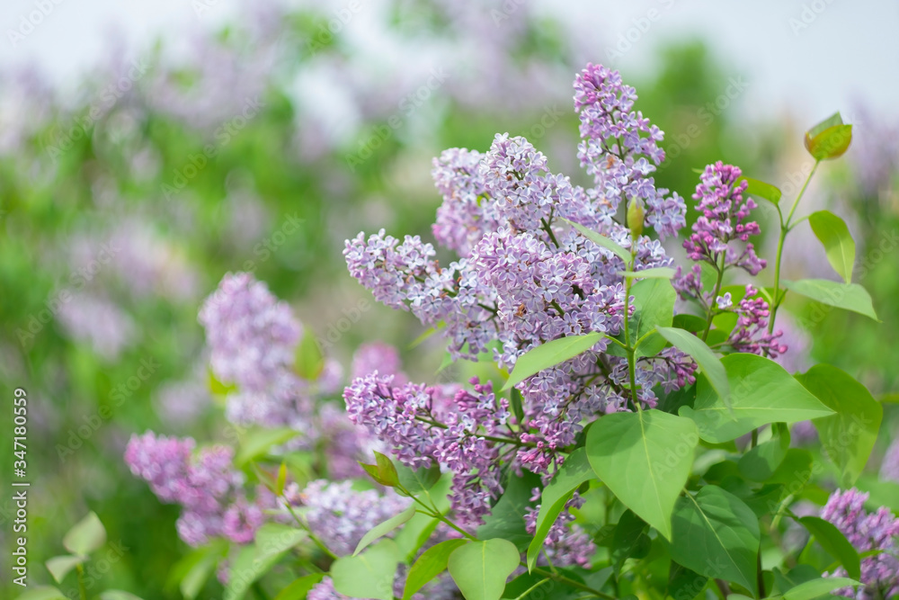 Spring blooming lilac on a blurry background with bokeh effect. Spring blooming lilac on a blurry background with bokeh effect.