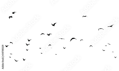 A Hand Drawn Flock of Flying Birds. Monochrome Bird Silhouettes. Design for an invitation, greeting, comicbook, illustration, card, postcard. Illustration isolated on a white background. Vector