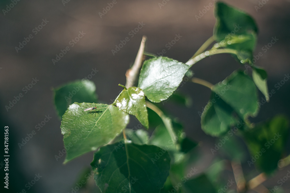 Mosquito sits on a green leaf in summer Mosquito sits on a green leaf in summer