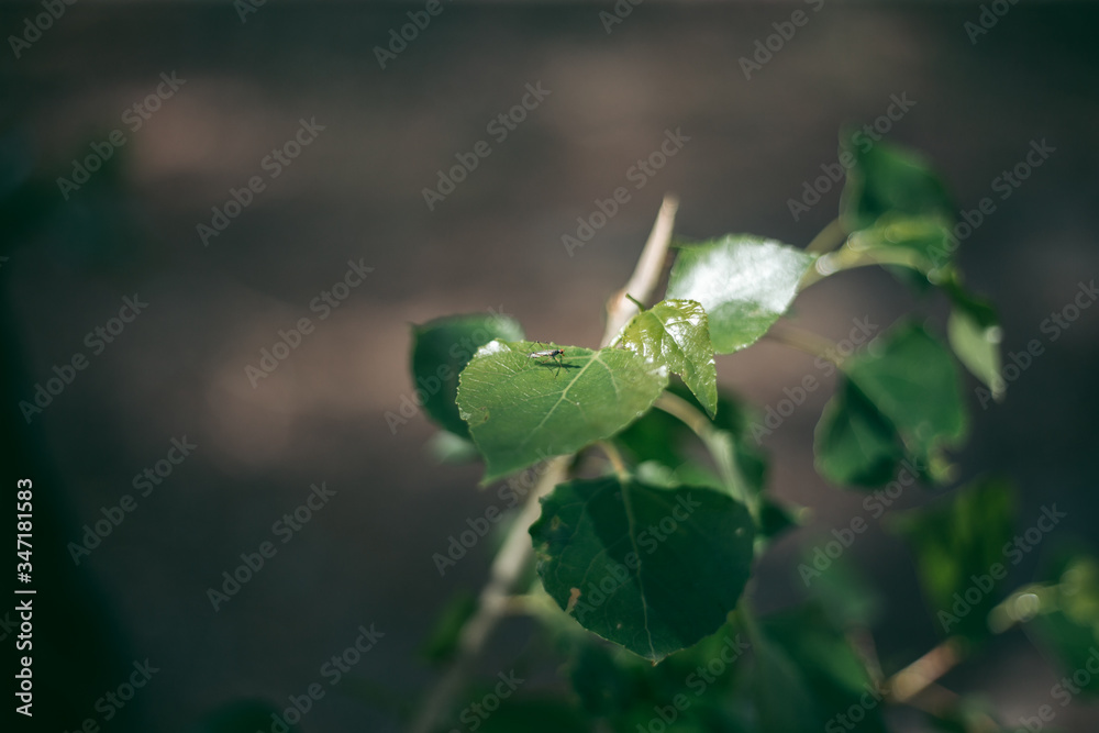 Mosquito sits on a green leaf in summer Mosquito sits on a green leaf in summer