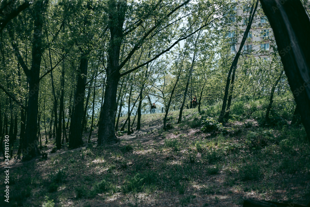 Naklejka premium Green leaves of a tree in daylight in spring