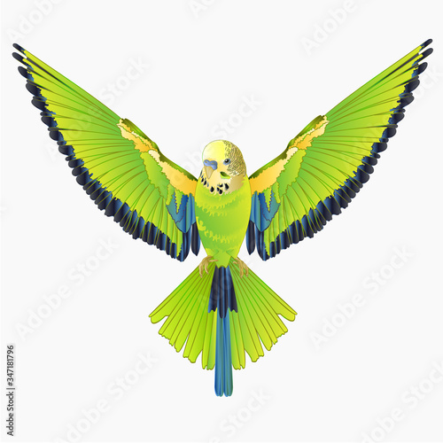Green bird  flying budgerigar,green pet parakeet  or budgie or shell parakeet home pet natural  on a white background vintage vector illustration editable hand draw