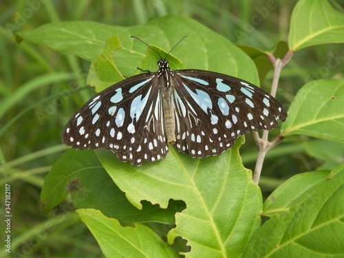 butterfly on green leaf