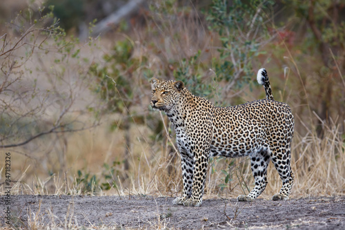 Female leopard watching around in Sabi Sands Game Reserve in the Greater Kruger Region in South Africa