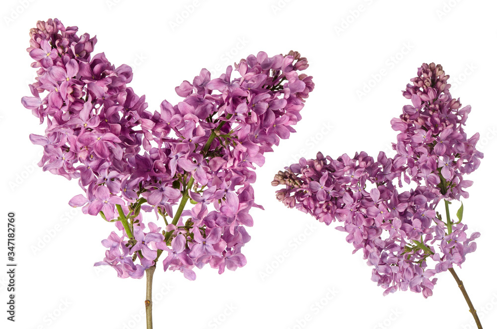 Lilac flowers branch on stem isolated on white background