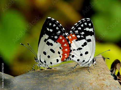 butterfly on a flower