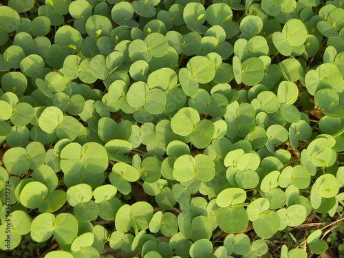 close up of green leaves