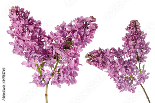 Lilac flowers branch on stem isolated on white background
