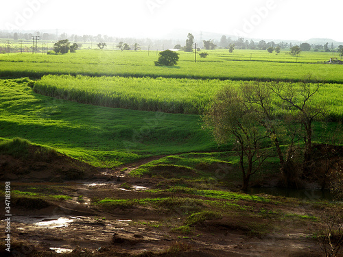 rice field in india