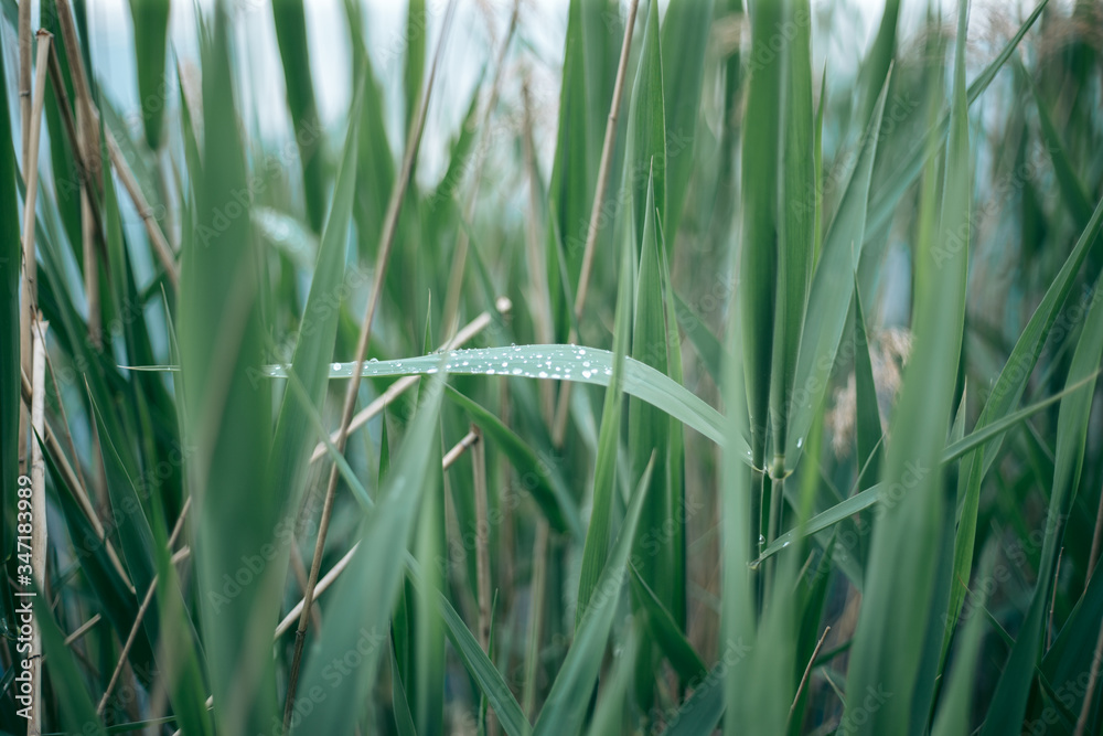 Fototapeta premium Green leaves of a tree in daylight in spring