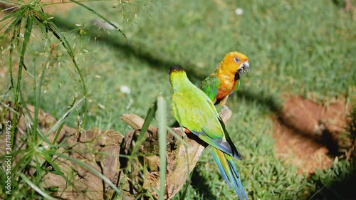 Jandaya Parakeet, bird native to Brazil photo