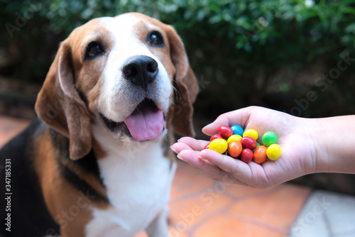 People are feeding dogs with chocolate. These foods are forbidden for dogs. Because it may be sick and may cause death