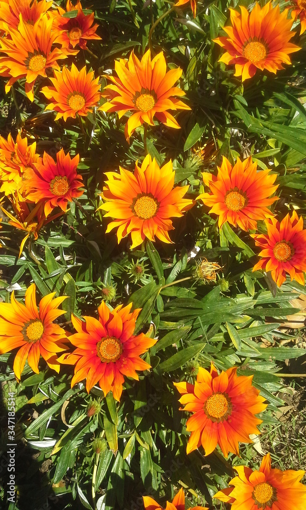 Jardín Jardín