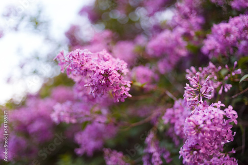 Flowering beautiful young lilac in spring