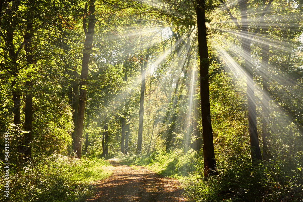 Obraz premium Ein romantischen Waldweg strahlt im hellen Sonnenschein.