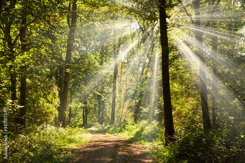 Ein romantischen Waldweg strahlt im hellen Sonnenschein.