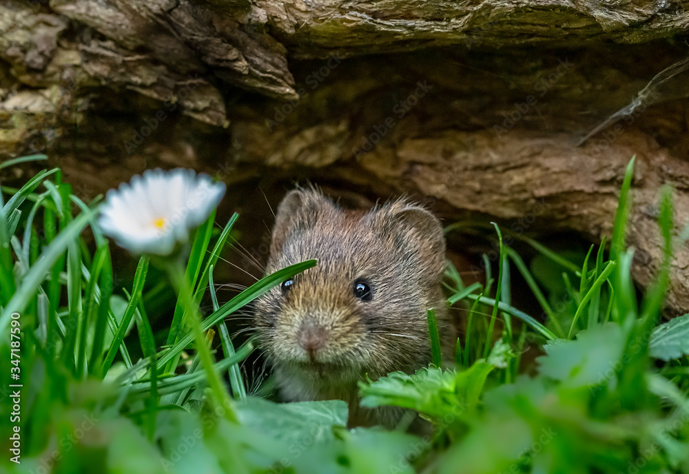 Short-tailed vole emerging from beneath a log Short-tailed vole emerging from beneath a log