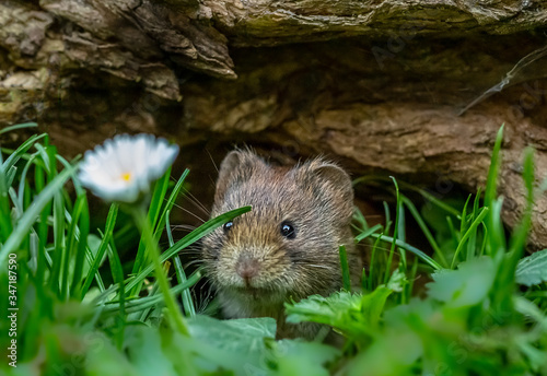 Short-tailed vole emerging from beneath a log photo