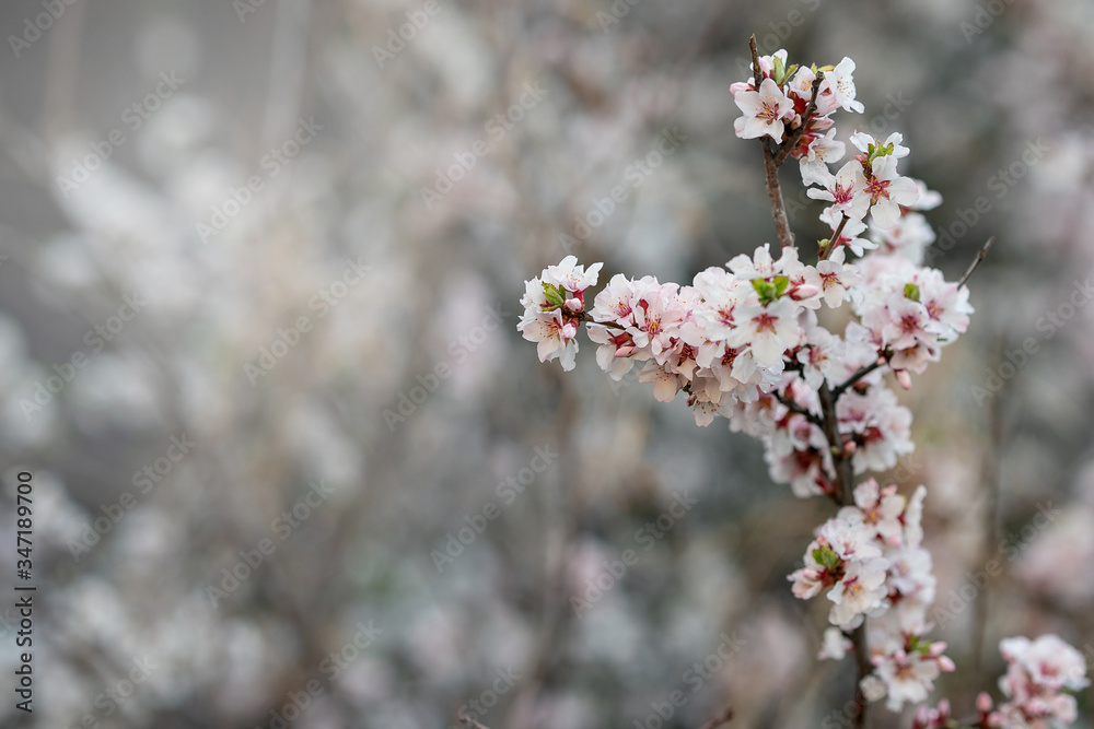 flowering cherry branch is strewn with white-pink flowers