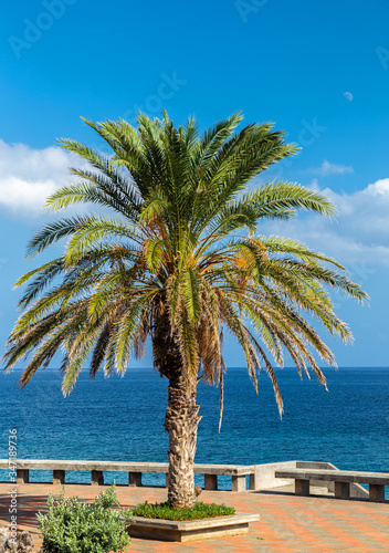 Fototapeta Naklejka Na Ścianę i Meble -  Palme vor blauem Himmel auf der Insel Madeira
