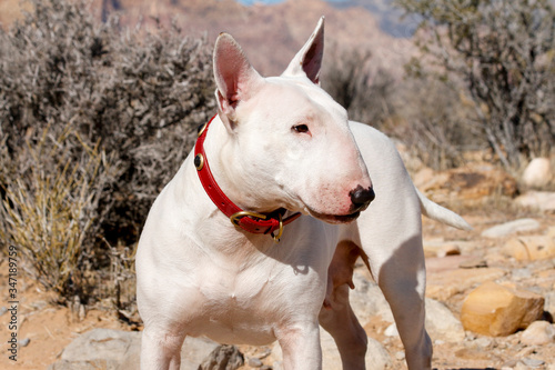 White bull terrier in the NV Desert posing for a portrait