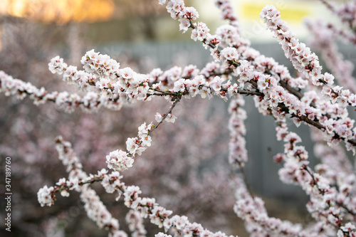 flowering cherry branchs is strewn with white-pink flowers