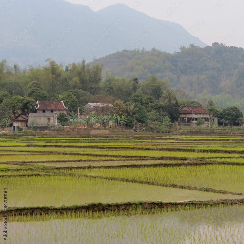 Green rice field at Vietnam in spring