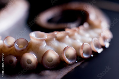 Fotografie, Obraz Detail octopus tentacle