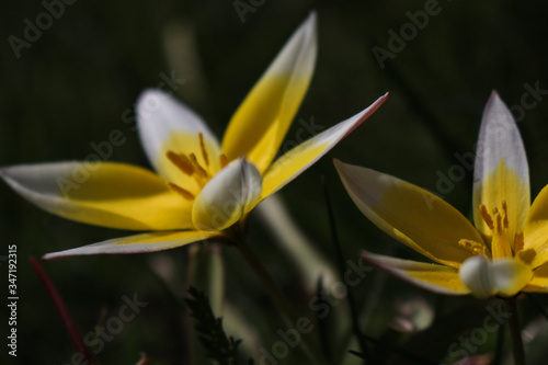 yellow flower