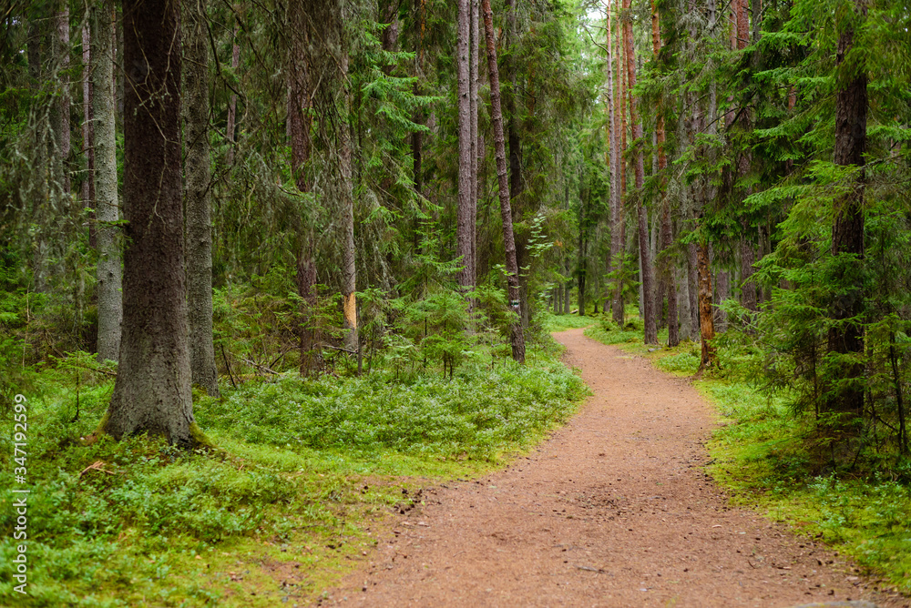 Beautiful forest landscape. Lahemaa nature Park in Estonia.