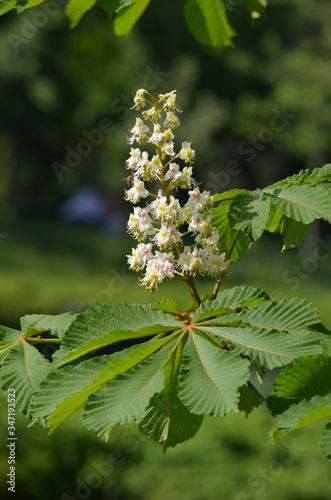 Branch with many fresh white chestnut white flowers and large green leaves in a garden in a sunny spring day, beautiful outdoor floral background 