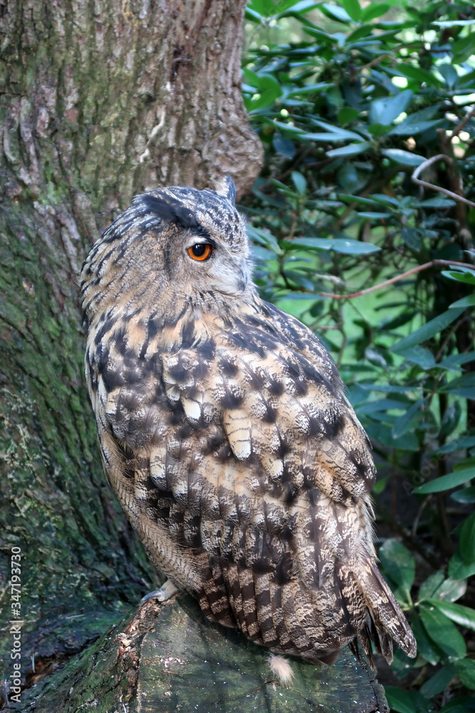 hibou dans la forêt hibou dans la forêt