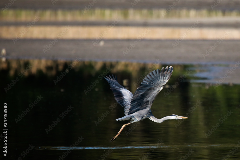 Fototapeta premium Czapla