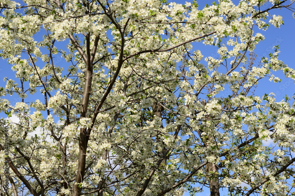 Cherry white flowers against blue sky Cherry white flowers against blue sky