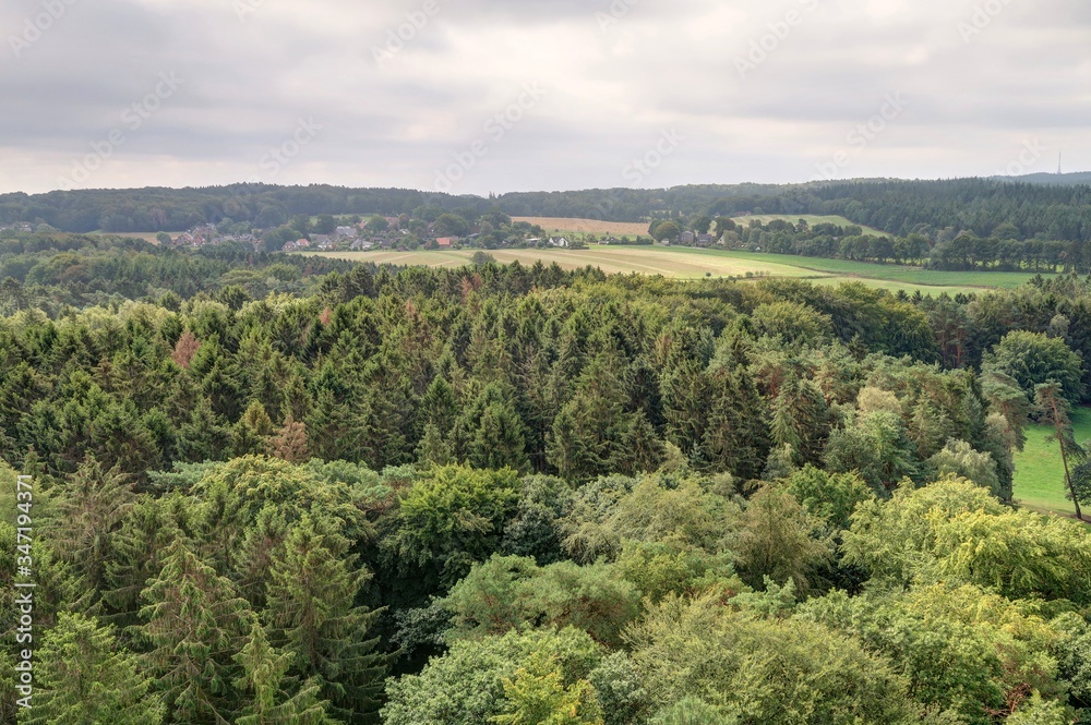 Foret en Allemagne Foret en Allemagne