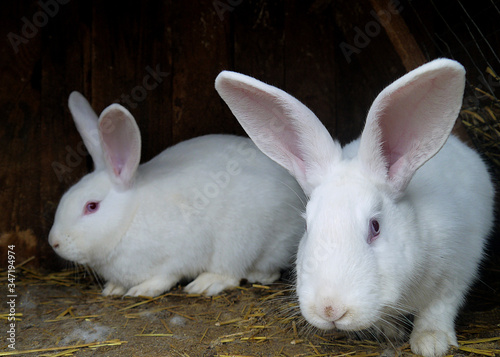 Squinting domestic rabbits in a cage.