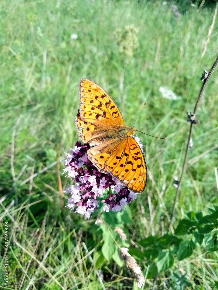Obraz premium butterfly on a flower