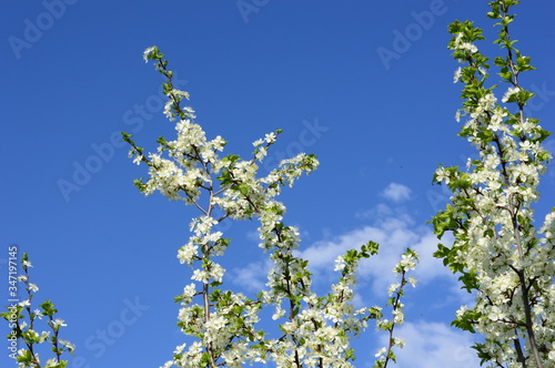 Cherry white flowers against blue sky