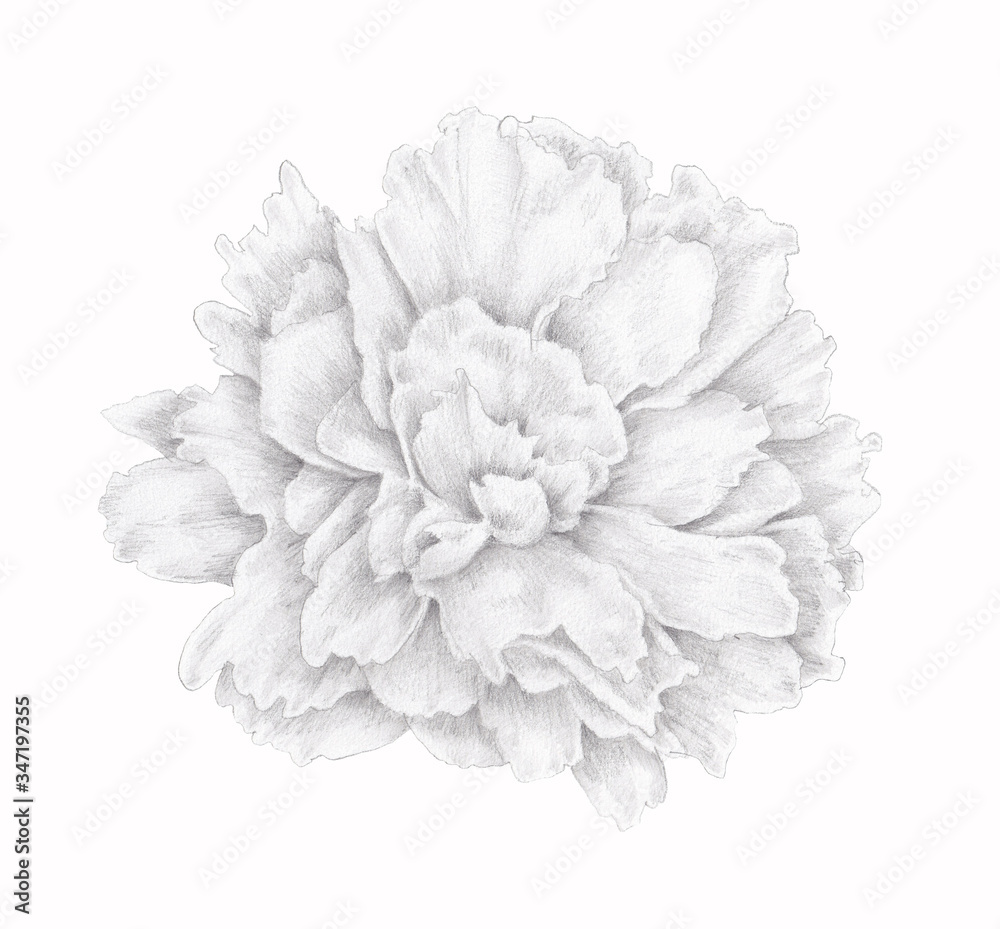 Fototapeta Miękkość Czarno-biały kwiatowy element. Izolowane Ręcznie rysowane ołówkiem rysunek głowy kwiat piwonia na białym tle. Element projektu rocznika przyrody.